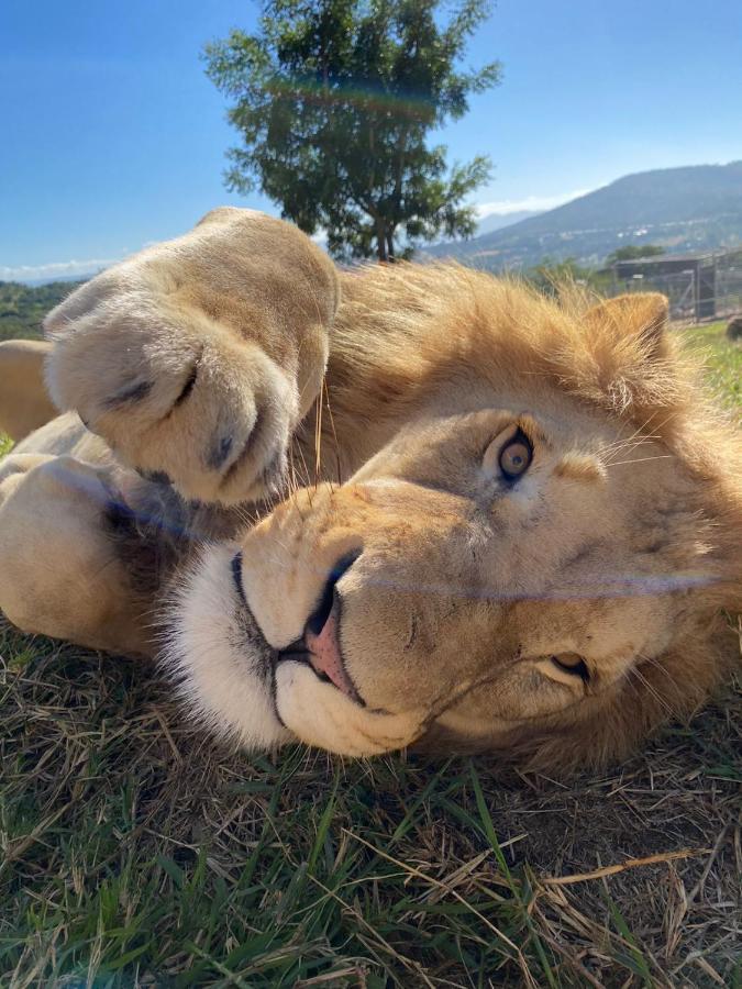 Pumbaa Wildlife Park & Accommodation Mbombela Bagian luar foto