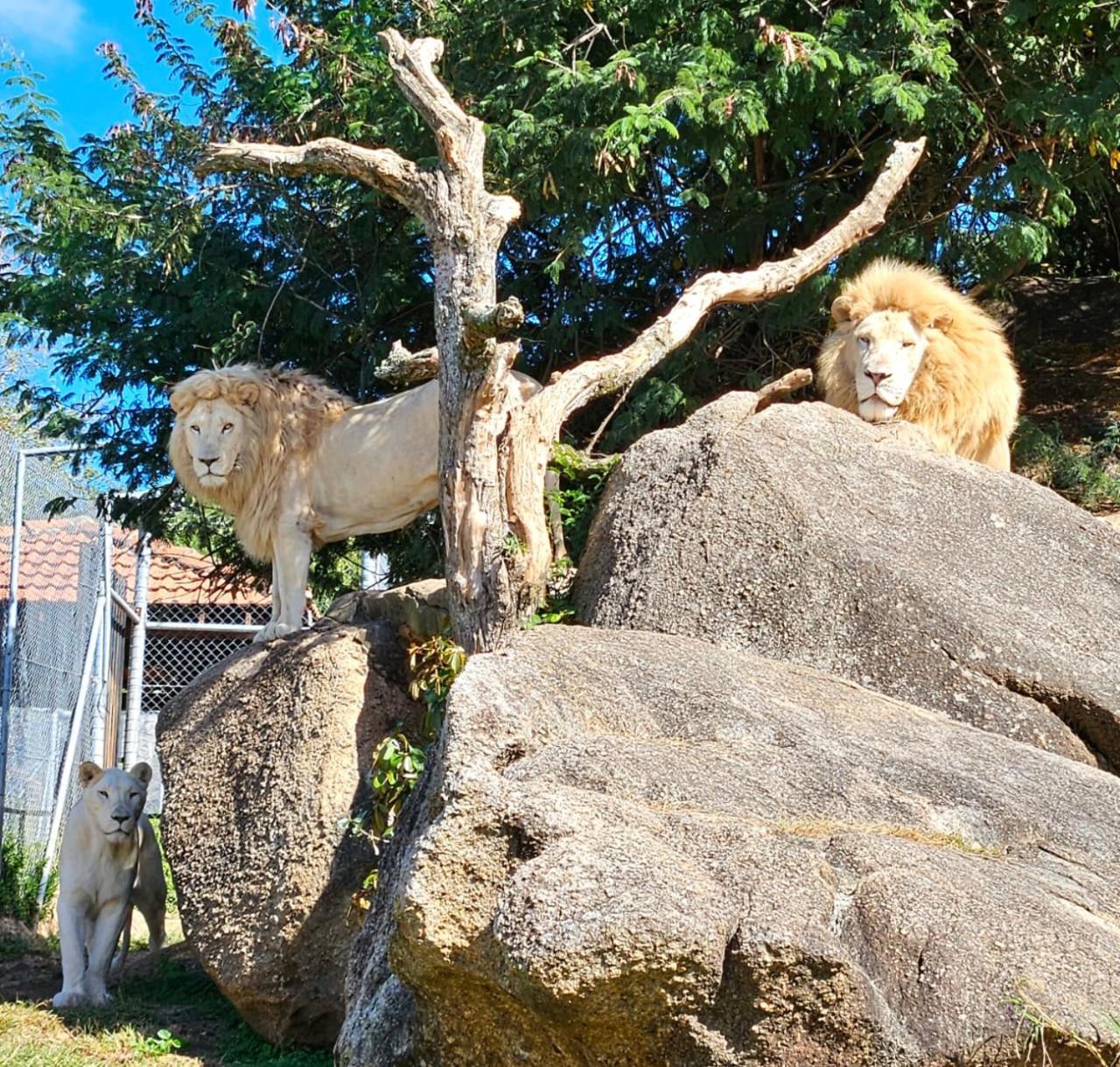 Pumbaa Wildlife Park & Accommodation Mbombela Bagian luar foto