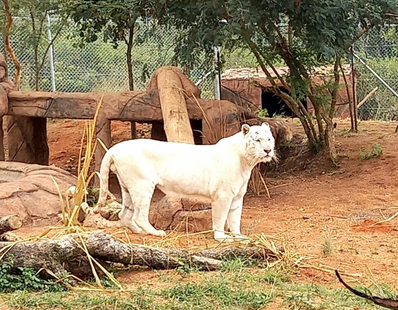 Pumbaa Wildlife Park & Accommodation Mbombela Bagian luar foto
