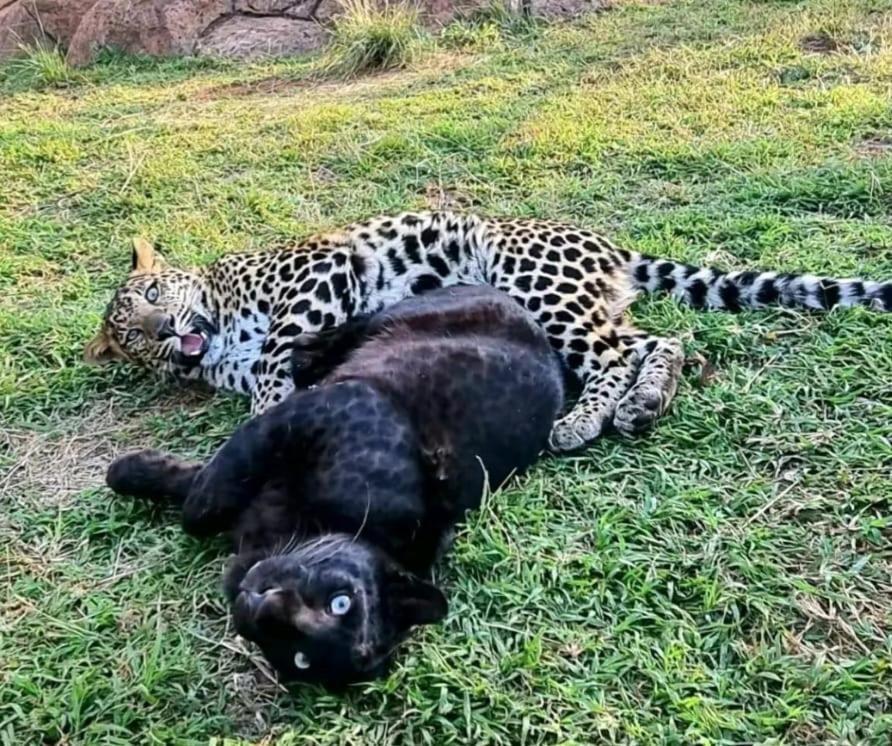 Pumbaa Wildlife Park & Accommodation Mbombela Bagian luar foto
