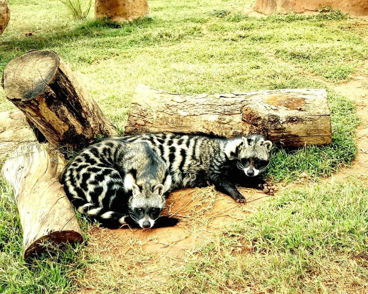 Pumbaa Wildlife Park & Accommodation Mbombela Bagian luar foto