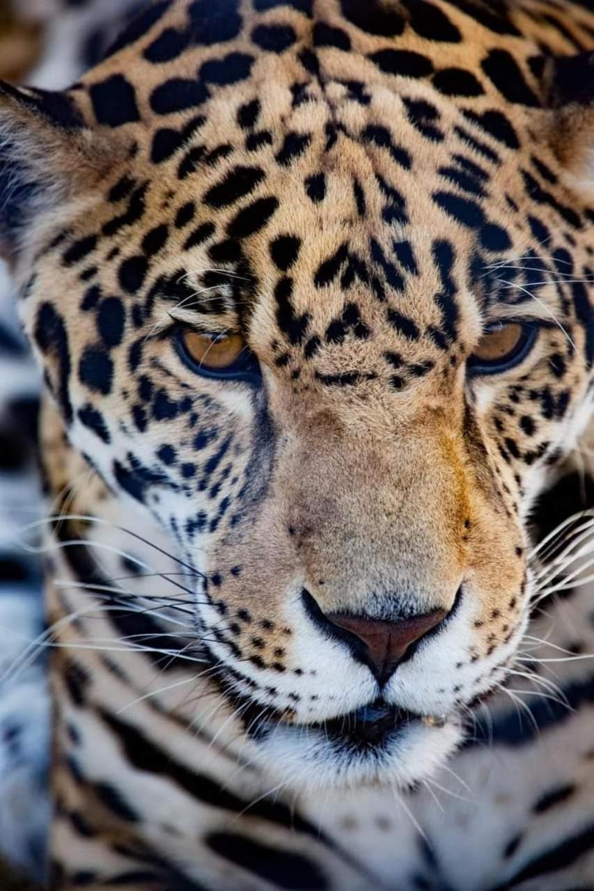 Pumbaa Wildlife Park & Accommodation Mbombela Bagian luar foto