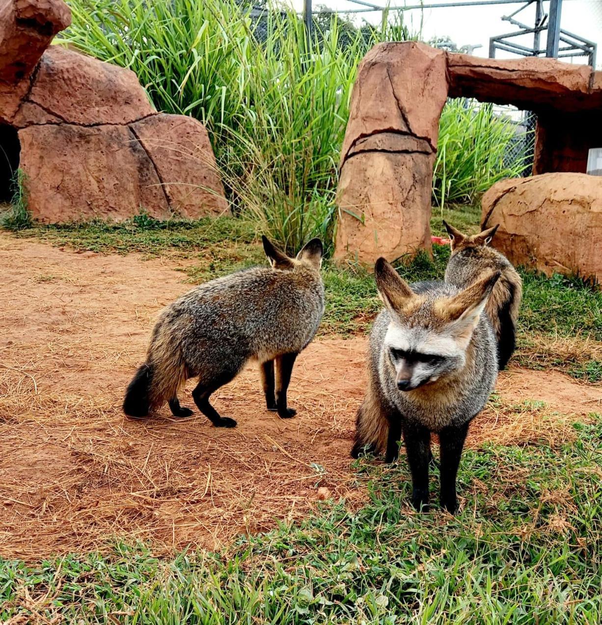 Pumbaa Wildlife Park & Accommodation Mbombela Bagian luar foto