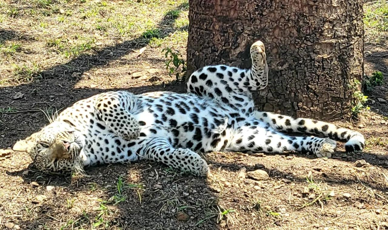 Pumbaa Wildlife Park & Accommodation Mbombela Bagian luar foto