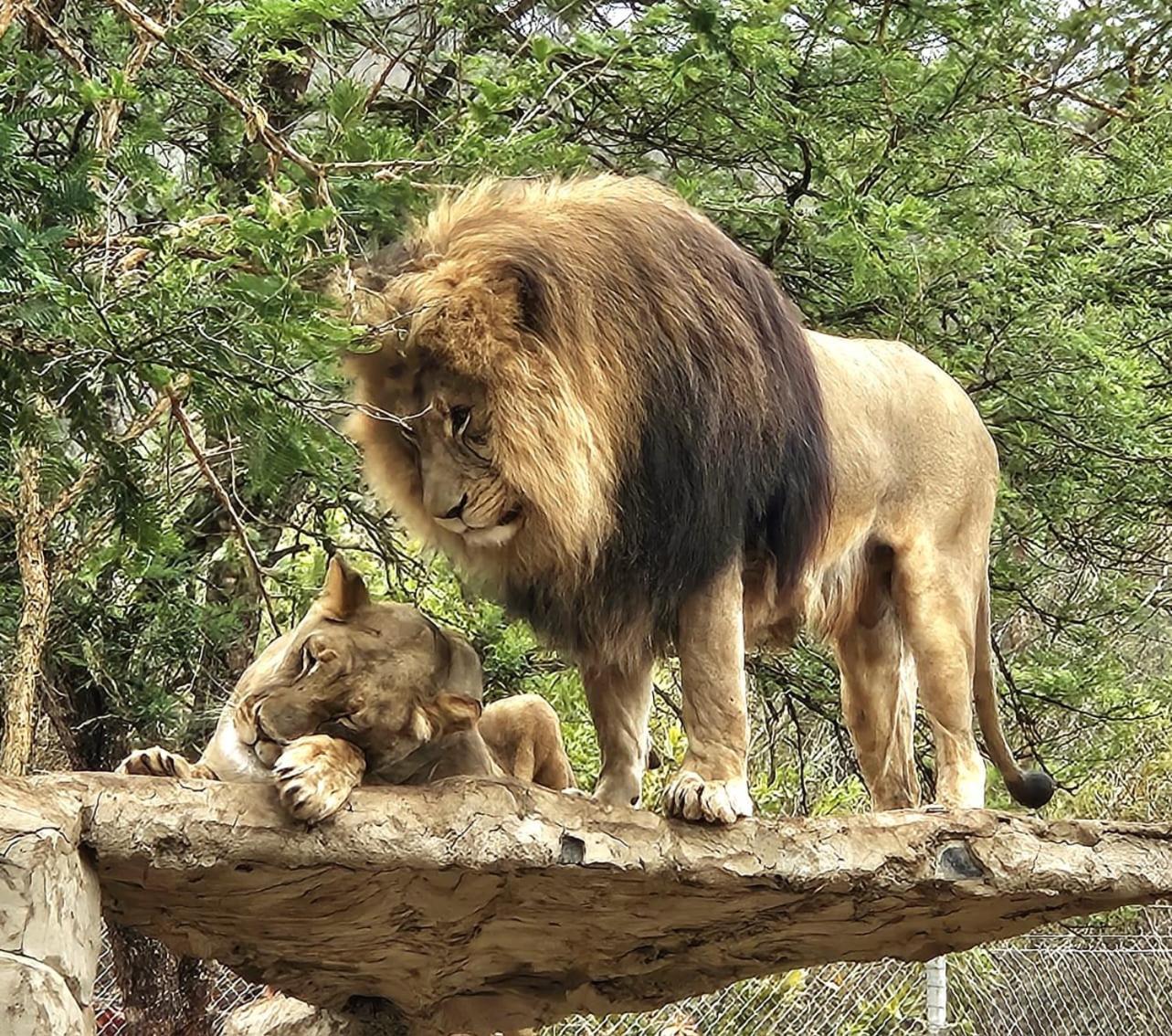 Pumbaa Wildlife Park & Accommodation Mbombela Bagian luar foto