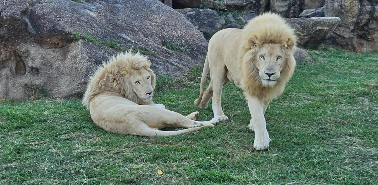 Pumbaa Wildlife Park & Accommodation Mbombela Bagian luar foto