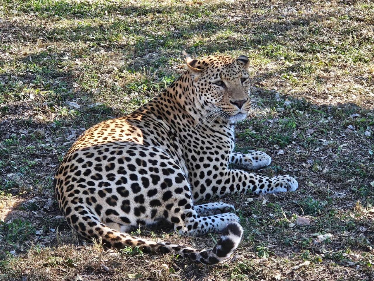 Pumbaa Wildlife Park & Accommodation Mbombela Bagian luar foto