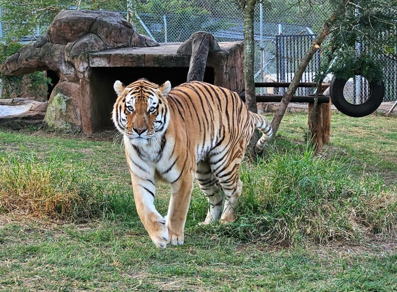 Pumbaa Wildlife Park & Accommodation Mbombela Bagian luar foto
