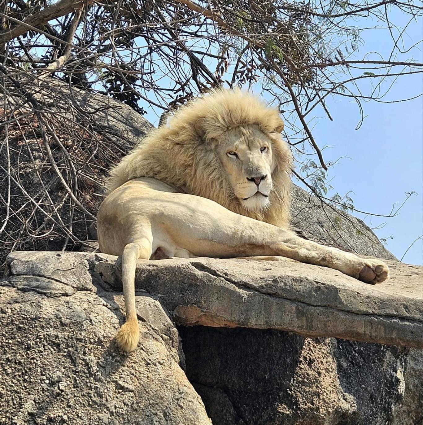 Pumbaa Wildlife Park & Accommodation Mbombela Bagian luar foto